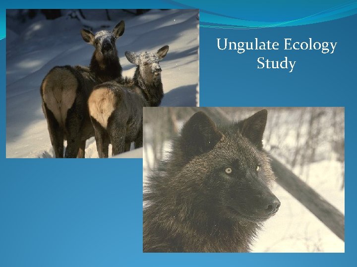 Ungulate Ecology Study 