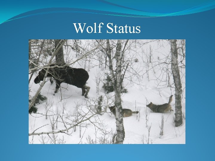 Wolf Status 