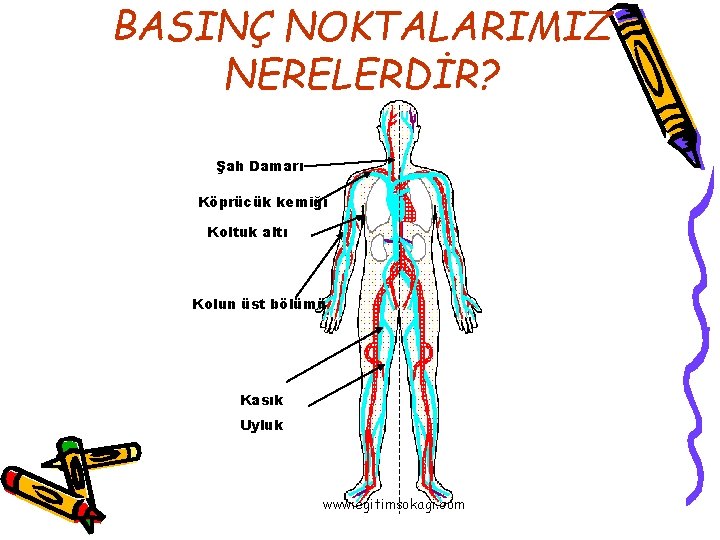 BASINÇ NOKTALARIMIZ NERELERDİR? Şah Damarı Köprücük kemiği Koltuk altı Kolun üst bölümü Kasık Uyluk