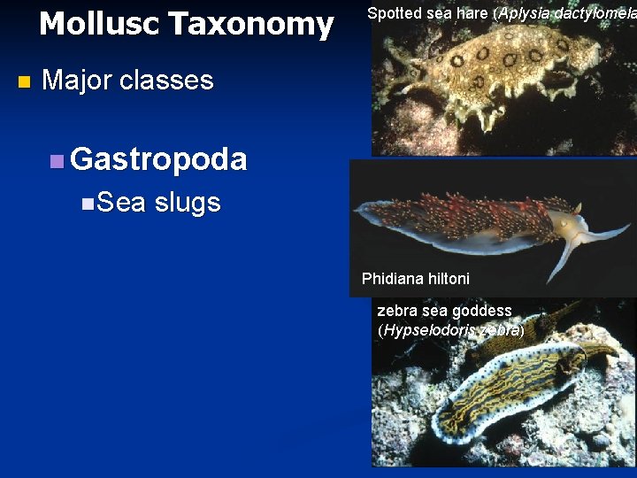 Mollusc Taxonomy n Spotted sea hare (Aplysia dactylomela Major classes n Gastropoda n Sea