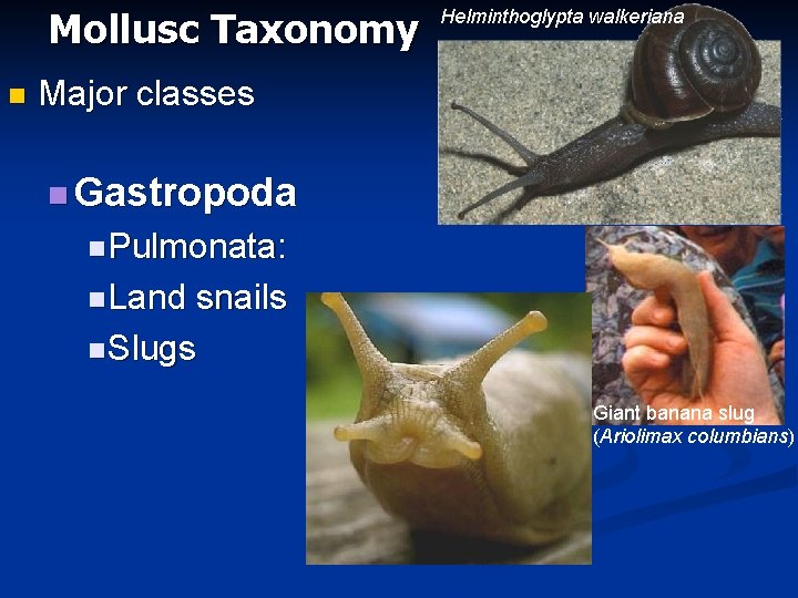 Mollusc Taxonomy n Helminthoglypta walkeriana Major classes n Gastropoda n Pulmonata: n Land snails