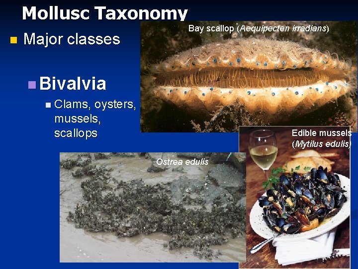 Mollusc Taxonomy n Major classes Bay scallop (Aequipecten irradians) n Bivalvia n Clams, oysters,