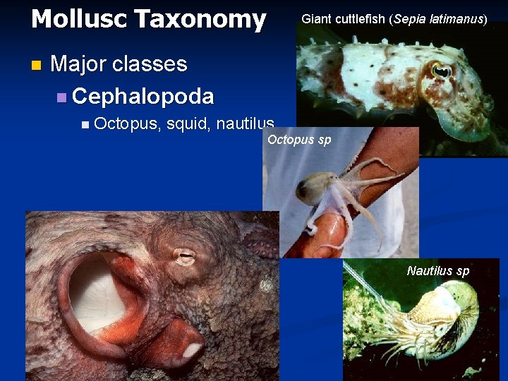 Mollusc Taxonomy n Giant cuttlefish (Sepia latimanus) Major classes n Cephalopoda n Octopus, squid,