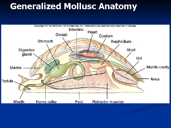 Generalized Mollusc Anatomy 