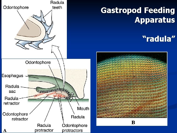 Gastropod Feeding Apparatus “radula” 