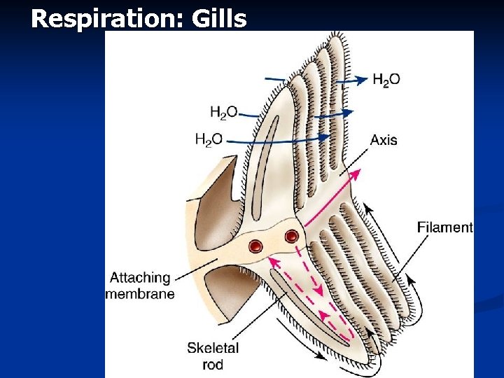 Respiration: Gills 