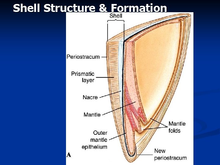 Shell Structure & Formation 