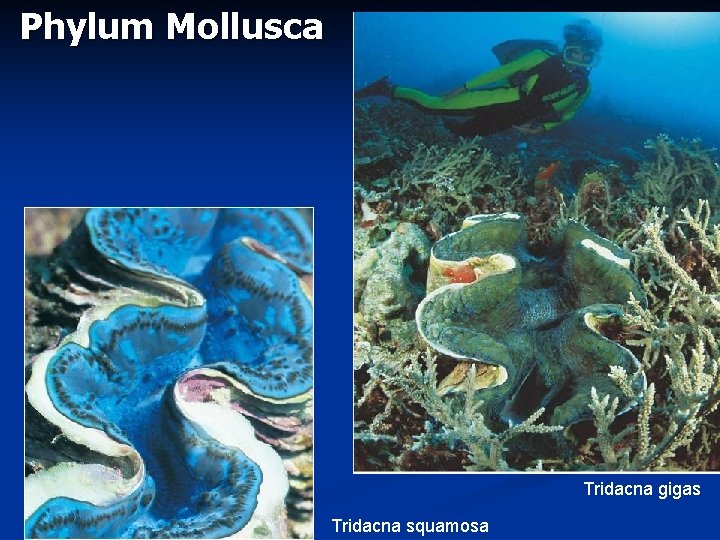 Phylum Mollusca Tridacna gigas Tridacna squamosa 