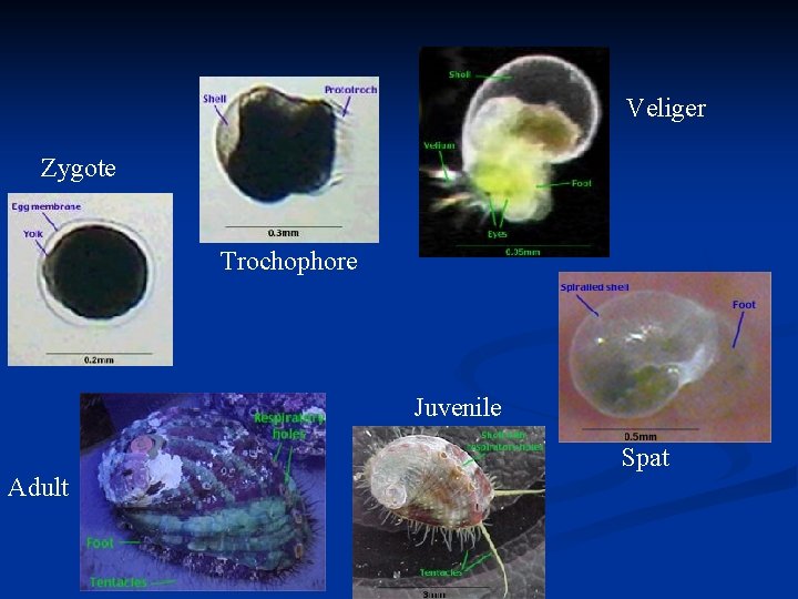 Veliger Zygote Trochophore Juvenile Spat Adult 