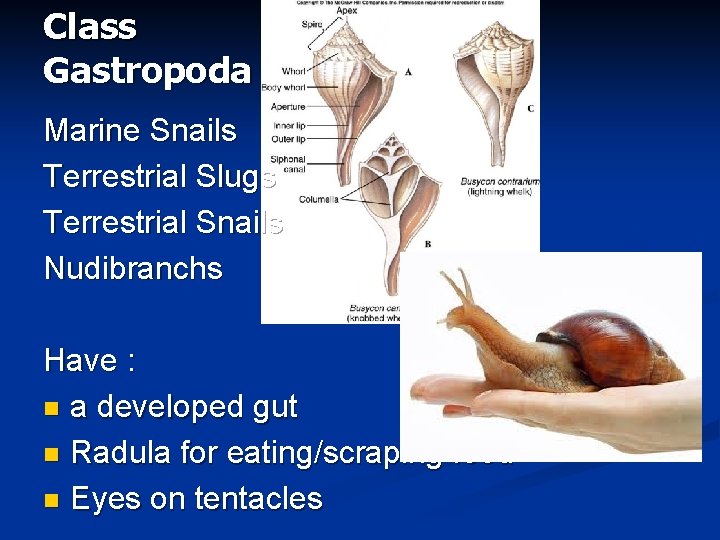 Class Gastropoda Marine Snails Terrestrial Slugs Terrestrial Snails Nudibranchs Have : n a developed