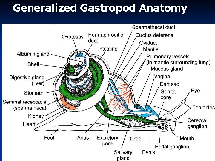 Generalized Gastropod Anatomy 