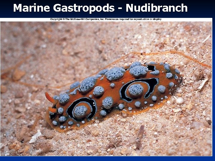 Marine Gastropods - Nudibranch 