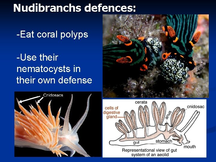 Nudibranchs defences: -Eat coral polyps -Use their nematocysts in their own defense 