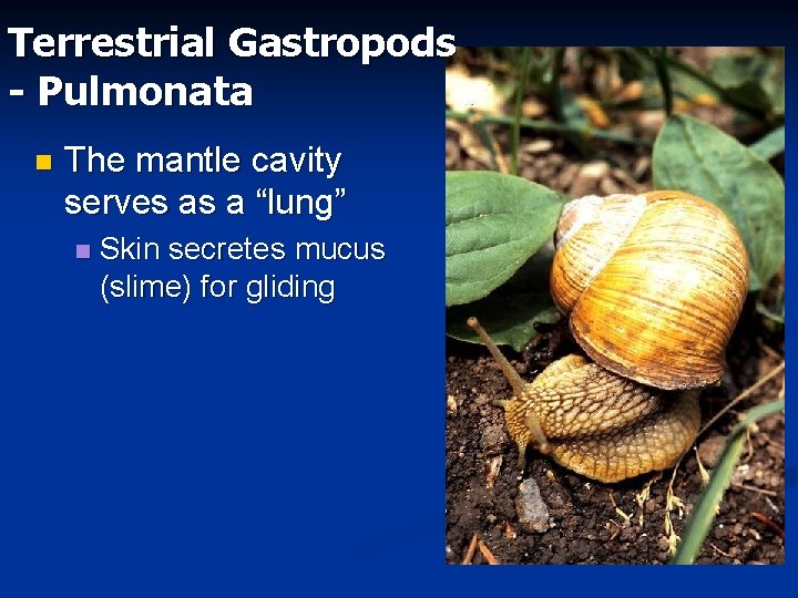 Terrestrial Gastropods - Pulmonata n The mantle cavity serves as a “lung” n Skin