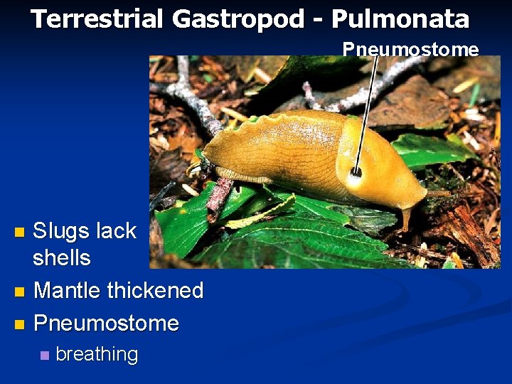 Terrestrial Gastropod - Pulmonata Pneumostome Slugs lack shells n Mantle thickened n Pneumostome n