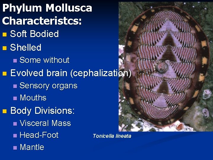 Phylum Mollusca Characteristcs: Soft Bodied n Shelled n n n Some without Evolved brain