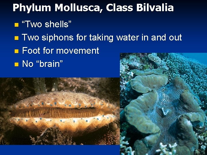 Phylum Mollusca, Class Bilvalia “Two shells” n Two siphons for taking water in and