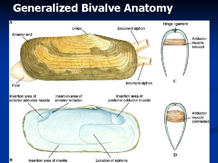 Generalized Bivalve Anatomy 