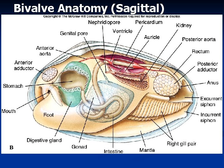 Bivalve Anatomy (Sagittal) 