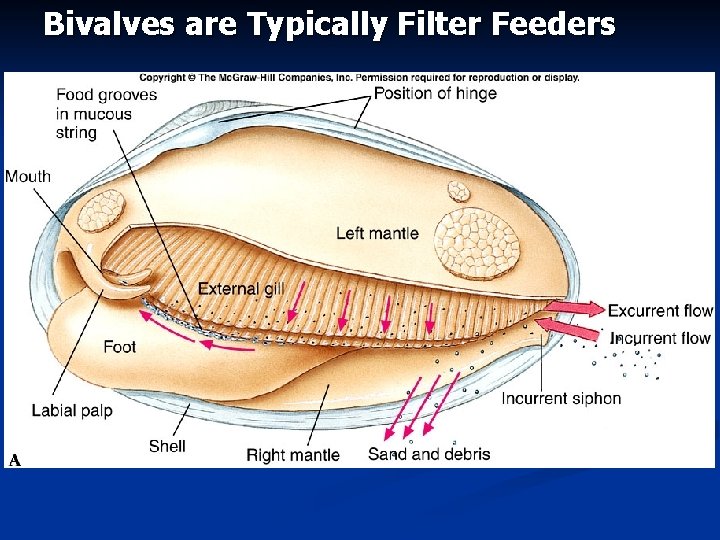 Bivalves are Typically Filter Feeders 