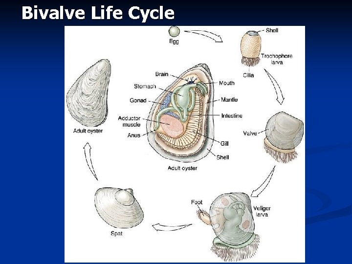 Bivalve Life Cycle Bivalve Life Cycle