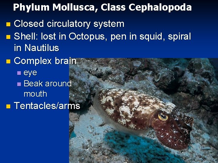 Phylum Mollusca, Class Cephalopoda Closed circulatory system n Shell: lost in Octopus, pen in