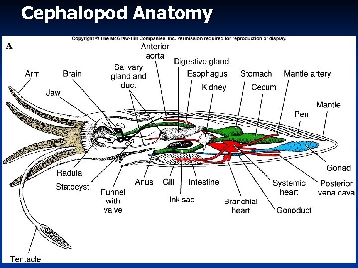 Cephalopod Anatomy 