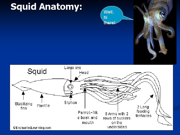 Squid Anatomy: Well, hi there! 