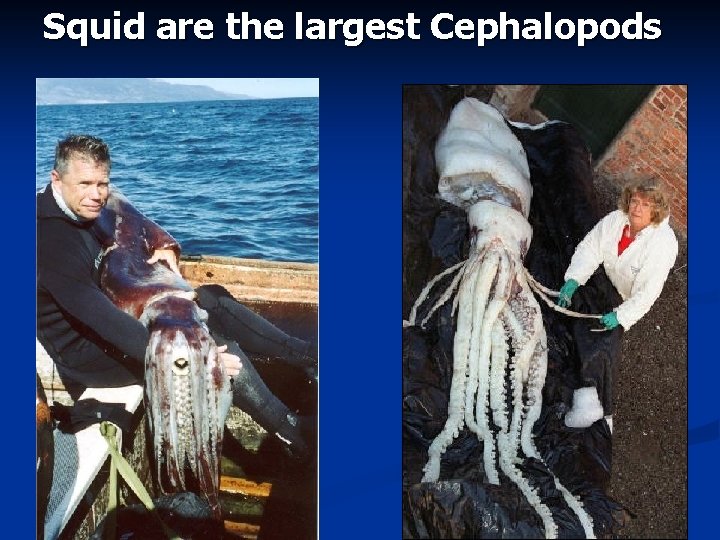 Squid are the largest Cephalopods Squid are the largest Cephalopods
