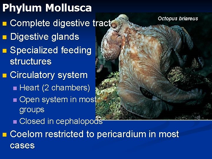 Phylum Mollusca Complete digestive tract n Digestive glands n Specialized feeding structures n Circulatory