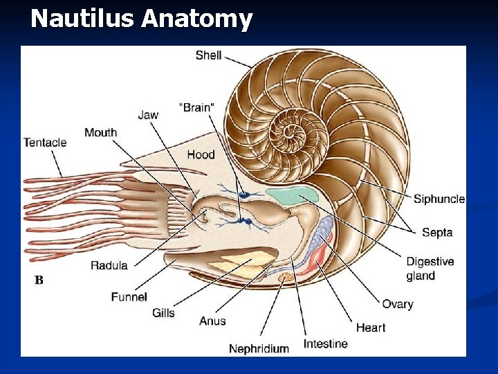 Nautilus Anatomy 