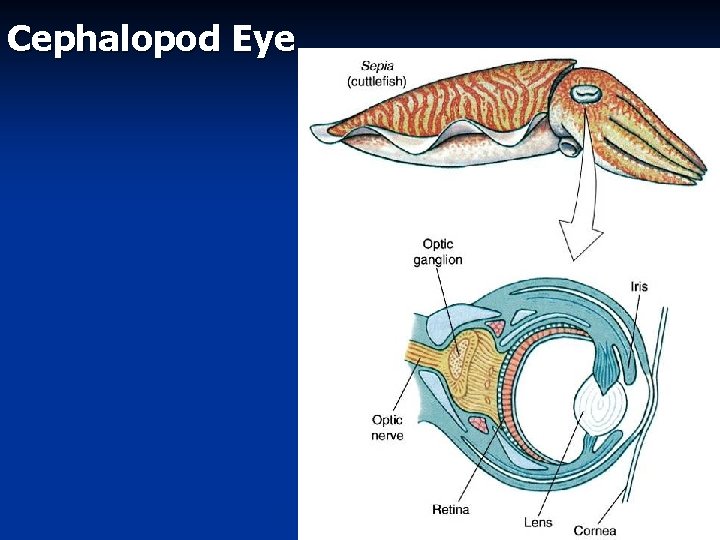 Cephalopod Eye 