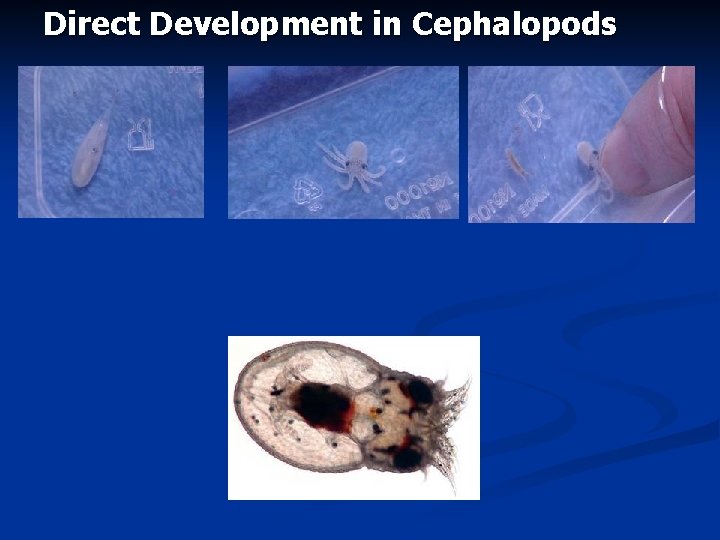 Direct Development in Cephalopods 