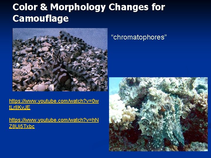 Color & Morphology Changes for Camouflage “chromatophores” https: //www. youtube. com/watch? v=0 w t.