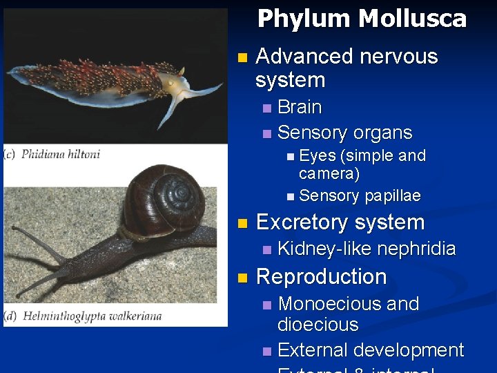 Phylum Mollusca n Advanced nervous system Brain n Sensory organs n n Eyes (simple Phylum Mollusca n Advanced nervous system Brain n Sensory organs n n Eyes (simple