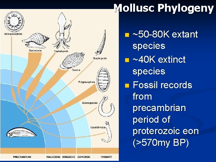 Mollusc Phylogeny ~50 -80 K extant species n ~40 K extinct species n Fossil