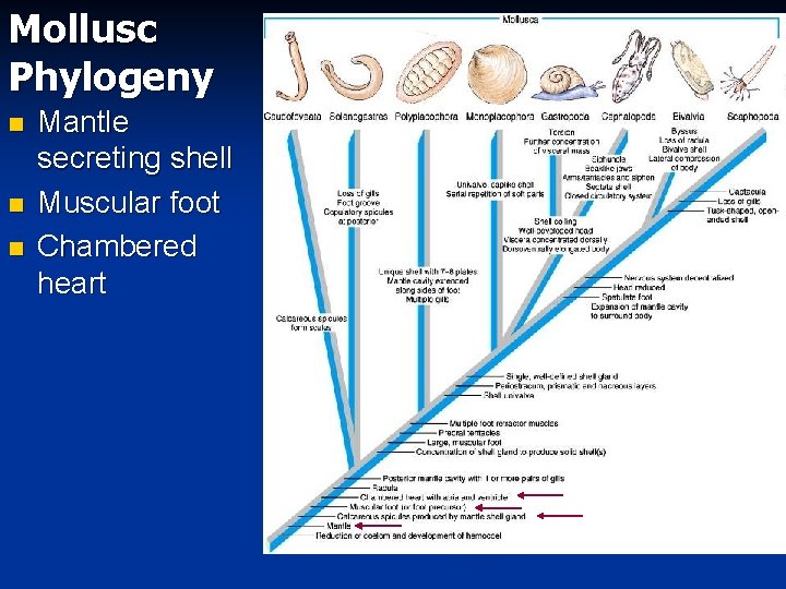 Mollusc Phylogeny n n n Mantle secreting shell Muscular foot Chambered heart 