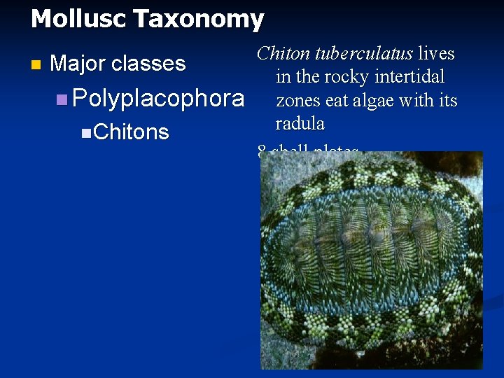 Mollusc Taxonomy n Major classes n Polyplacophora n Chitons Chiton tuberculatus lives in the