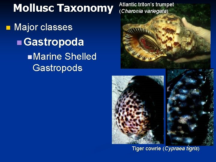 Mollusc Taxonomy n Atlantic triton’s trumpet (Charonia variegata) Major classes n Gastropoda n Marine