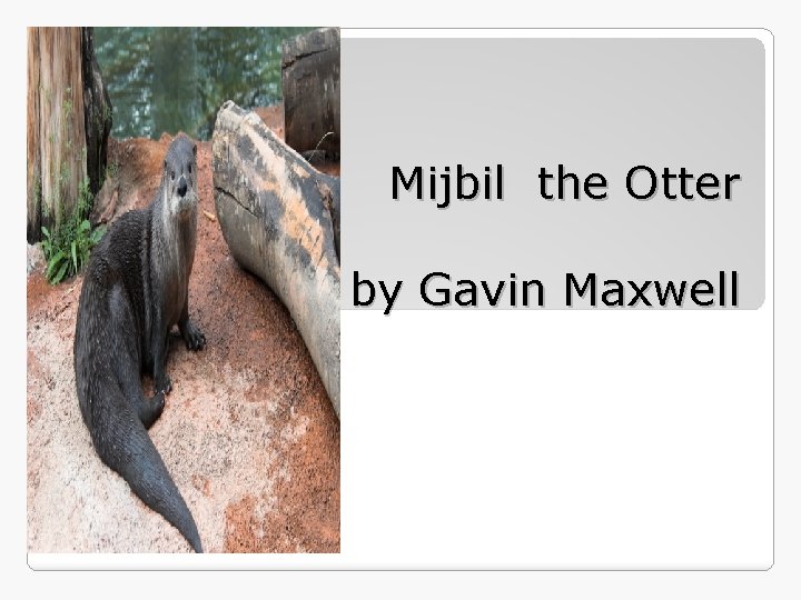 Mijbil the Otter by Gavin Maxwell 