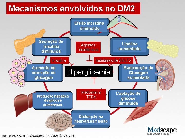 Mecanismos envolvidos no DM 2 Efeito incretina diminuído Secreção de insulina diminuída Agentes incretínicos