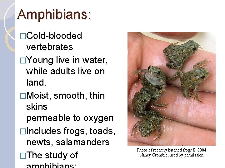 Amphibians: �Cold-blooded vertebrates �Young live in water, while adults live on land. �Moist, smooth,