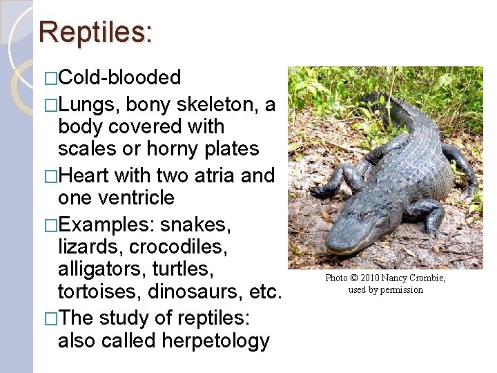 Reptiles: �Cold-blooded �Lungs, bony skeleton, a body covered with scales or horny plates �Heart