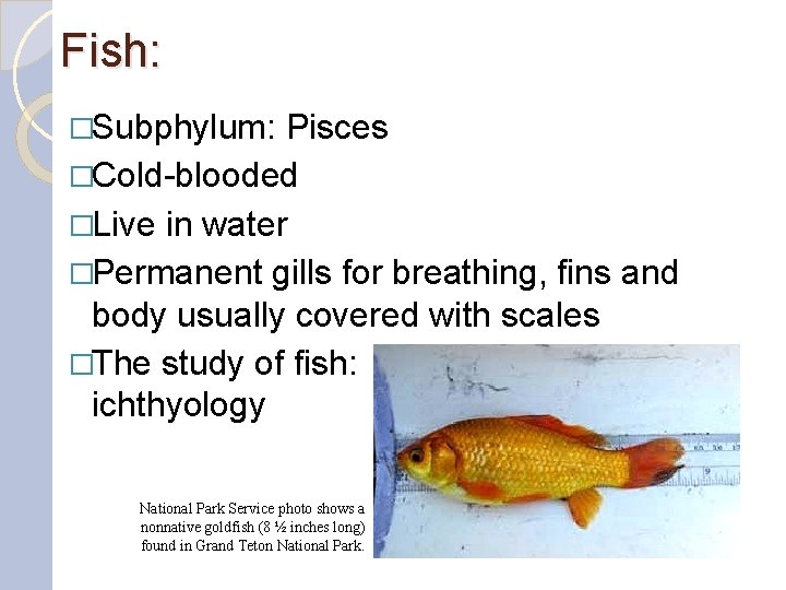Fish: �Subphylum: Pisces �Cold-blooded �Live in water �Permanent gills for breathing, fins and body