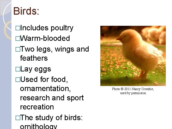 Birds: �Includes poultry �Warm-blooded �Two legs, wings and feathers �Lay eggs �Used for food,