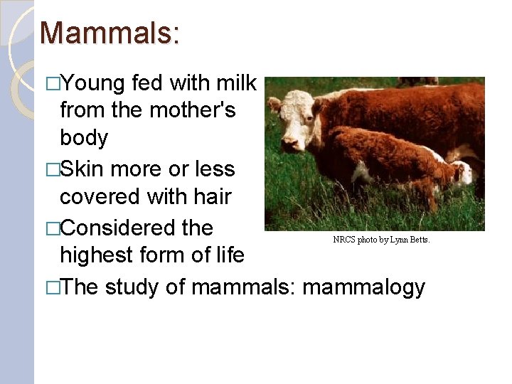 Mammals: �Young fed with milk from the mother's body �Skin more or less covered