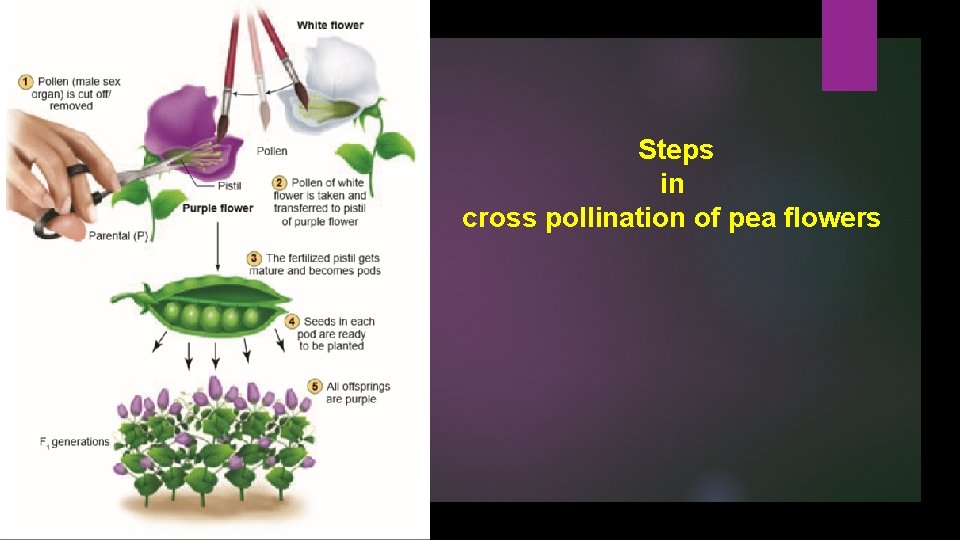Steps in cross pollination of pea flowers 