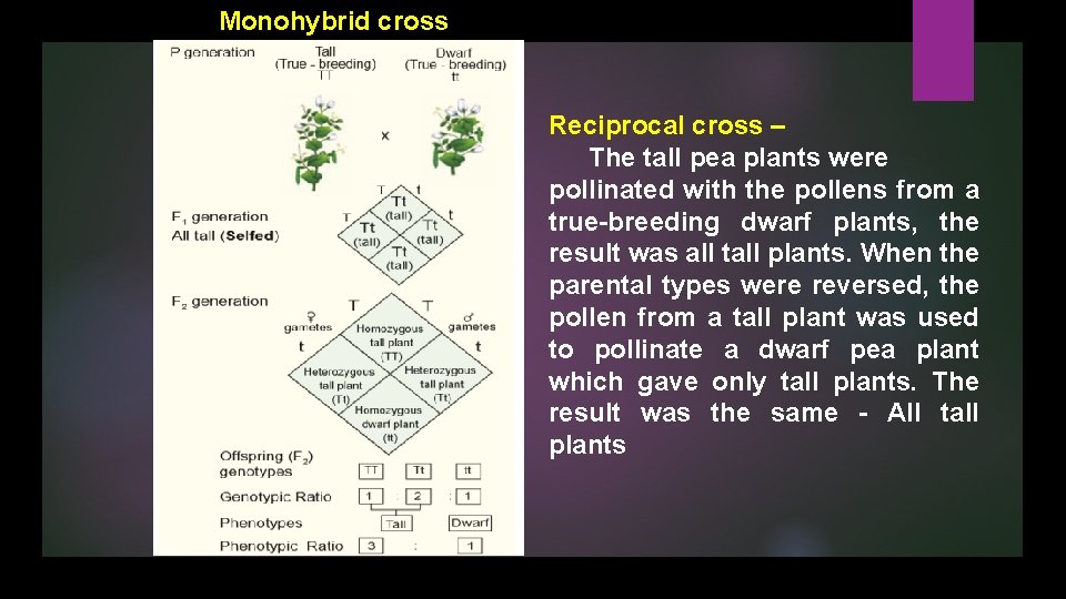 Monohybrid cross Reciprocal cross – The tall pea plants were pollinated with the pollens