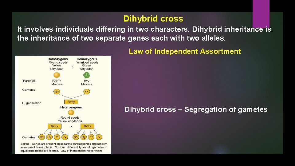 Dihybrid cross It involves individuals differing in two characters. Dihybrid inheritance is the inheritance