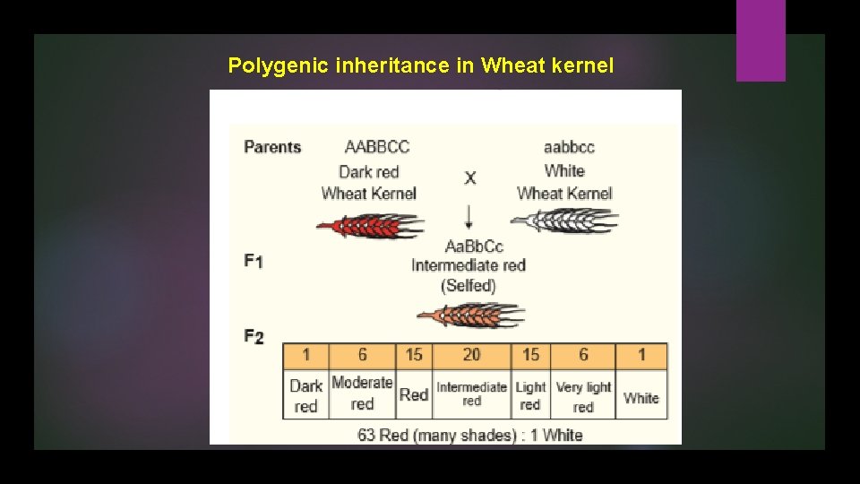 Polygenic inheritance in Wheat kernel 